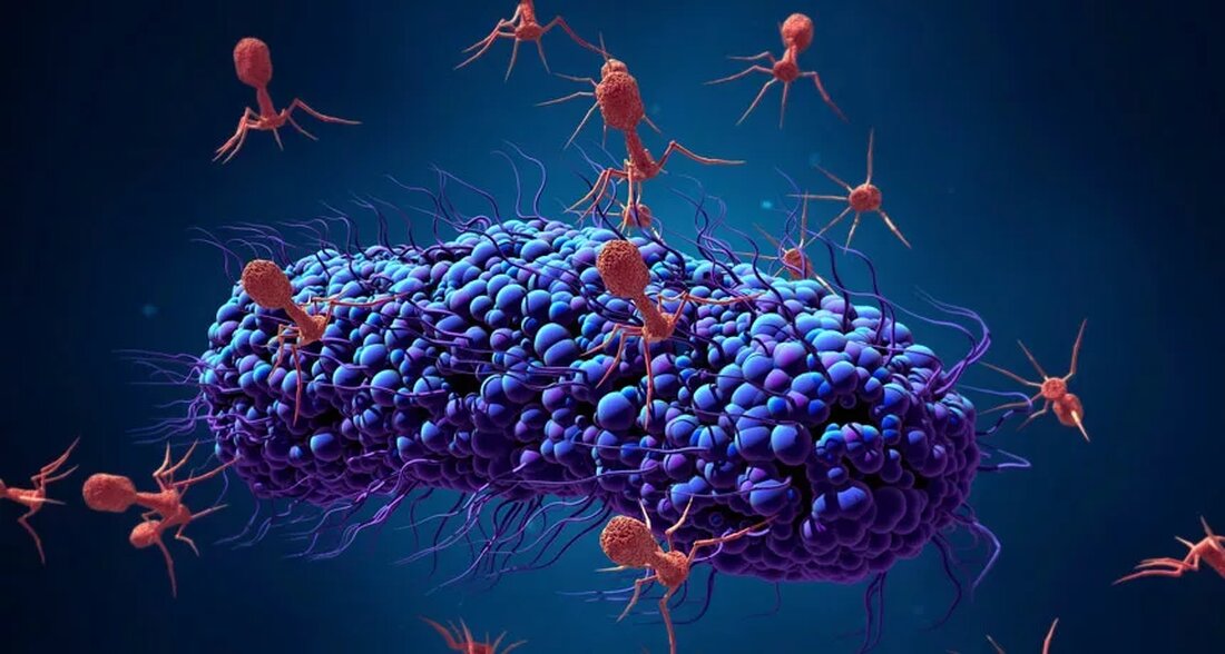 Eine Forschungskooperation mit der Monash University hat eine aufregende Entdeckung gemacht, die schließlich zu gezielten Behandlungen zur Bekämpfung von arzneimittelresistenten bakteriellen Infektionen führen kann, einer der größten Bedrohungen für die globale Gesundheit. Eine aufregende Entdeckung, die schließlich zu gezielten Behandlungen zur Bekämpfung arzneimittelresistenter bakterieller Infektionen führen kann Die Studie, die von Associate Professor Fasséli Coulibaly vom Monash Biomedicine Discovery Institute und Professor Trevor Lithgow geleitet wird, ist in Nature Communications veröffentlicht. Es beschreibt die Verwendung hochauflösender Bildgebung, um herauszufinden, wie Viren, sogenannte Phagen, Salmonella Typhi, den Erreger von Typhus, angreifen und abtöten können, und um Wissenschaftlern ein neues Verständnis dafür …