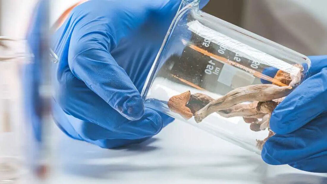 Die Food and Drug Administration (FDA) hat kürzlich den ersten Leitlinienentwurf veröffentlicht, der den Weg für Versuche mit psychedelischen Arzneimitteln ebnet. Dieser bahnbrechende Schritt könnte die allgemeine Akzeptanz von Substanzen wie Zauberpilzen und LSD als potenzielle Behandlung von Verhaltensstörungen fördern. Die Bedeutung des neuen Schritts der FDA Die Auswirkungen dieser Entwicklung sind weitreichend. Psychedelika stehen nun kurz davor, sich zu einer Multi-Milliarden-Dollar-Industrie zu entwickeln und weit verbreitete Akzeptanz zu erlangen, nachdem sie jahrelang aufgrund des Freizeitkonsums dieser Substanzen und ihres hohen Missbrauchsrisikos befürchtet wurden. Dennoch wurde der Großteil der bisherigen Forschung hauptsächlich von privaten Sponsoren unterstützt. Dieses Szenario könnte sich …
