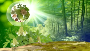 Heilpflanzen gegen Heuschnupfen