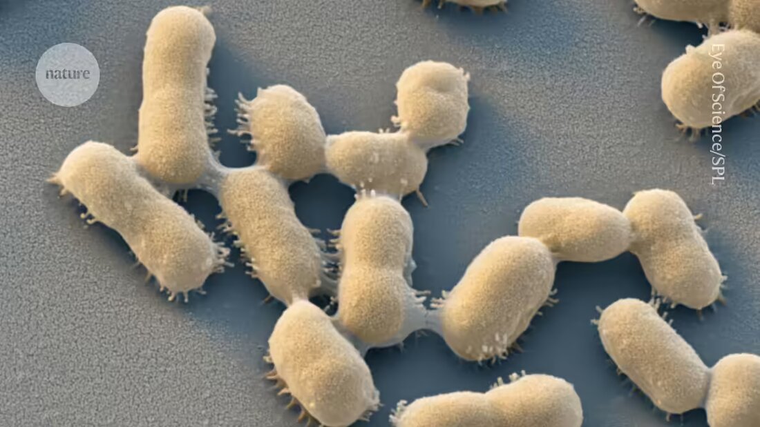 Bis 2050 könnten 40 Millionen Menschen an antibiotikaresistenten Infektionen sterben. Eine aktuelle Studie warnt vor einem Anstieg der Todesfälle um 70%.