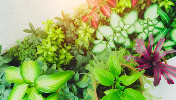 Pflanzen für die Mikrobiom-Gesundheit