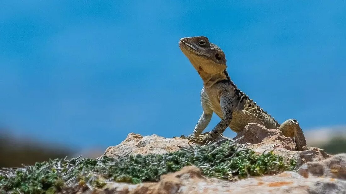 Anpassung von Heilpflanzen an den Klimawandel In Zeiten des Klimawandels sind viele Ökosysteme und die darin vorhandene Artenvielfalt bedroht. Auch Heilpflanzen, die eine große Rolle in der Naturheilkunde und Pharmazie spielen, bleiben von den Auswirkungen des Klimawandels nicht verschont. Der Anstieg der globalen Durchschnittstemperaturen, veränderte Niederschlagsmuster und extreme Wetterereignisse stellen die Anpassungsfähigkeit von Pflanzen auf eine harte Probe. Dieser Artikel untersucht, wie Heilpflanzen auf den Klimawandel reagieren und welche Auswirkungen das auf ihre medizinische Verwendung haben könnte. Auswirkungen des Klimawandels auf Heilpflanzen Der Klimawandel führt dazu, dass sich ökologische Bedingungen in vielen Regionen der Erde verändern. Die wichtigsten Auswirkungen des …