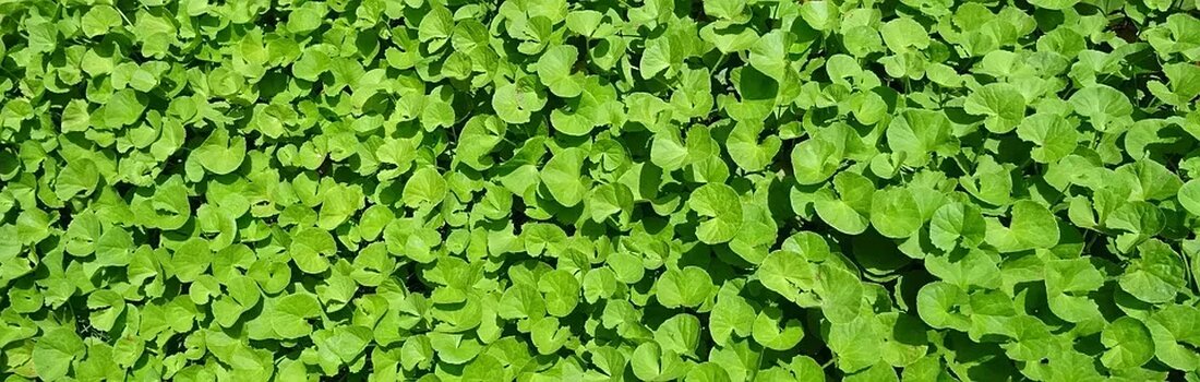 Ayurveda: Die Pflanzenheilkunde Indiens Ayurveda ist eine traditionelle indische Heilkunst, die auf einer ganzheitlichen Betrachtung von Körper, Geist und Seele basiert. Dabei spielt die Verwendung von Pflanzen zur Behandlung verschiedener Erkrankungen eine zentrale Rolle. In diesem Artikel werden wir uns ausführlich mit den Grundlagen des Ayurveda und der Pflanzenheilkunde Indiens beschäftigen. Was ist Ayurveda? Ayurveda ist eine der ältesten medizinischen Lehren der Welt und hat ihren Ursprung in Indien. Der Begriff „Ayurveda“ stammt aus dem Sanskrit und besteht aus den Wörtern „Ayus“ (Leben) und „Veda“ (Wissen). Zusammen bedeutet dies „Wissen vom Leben“. Ayurveda umfasst eine Vielzahl von Behandlungsmethoden, darunter auch …