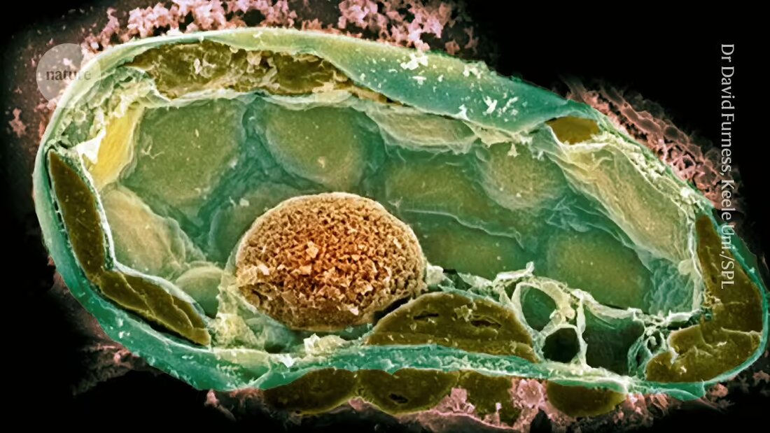Wissenschaftler implantieren Bakterien in Pilze, um die Ursprünge komplexen Lebens zu entschlüsseln und neue Symbiosen zu schaffen.