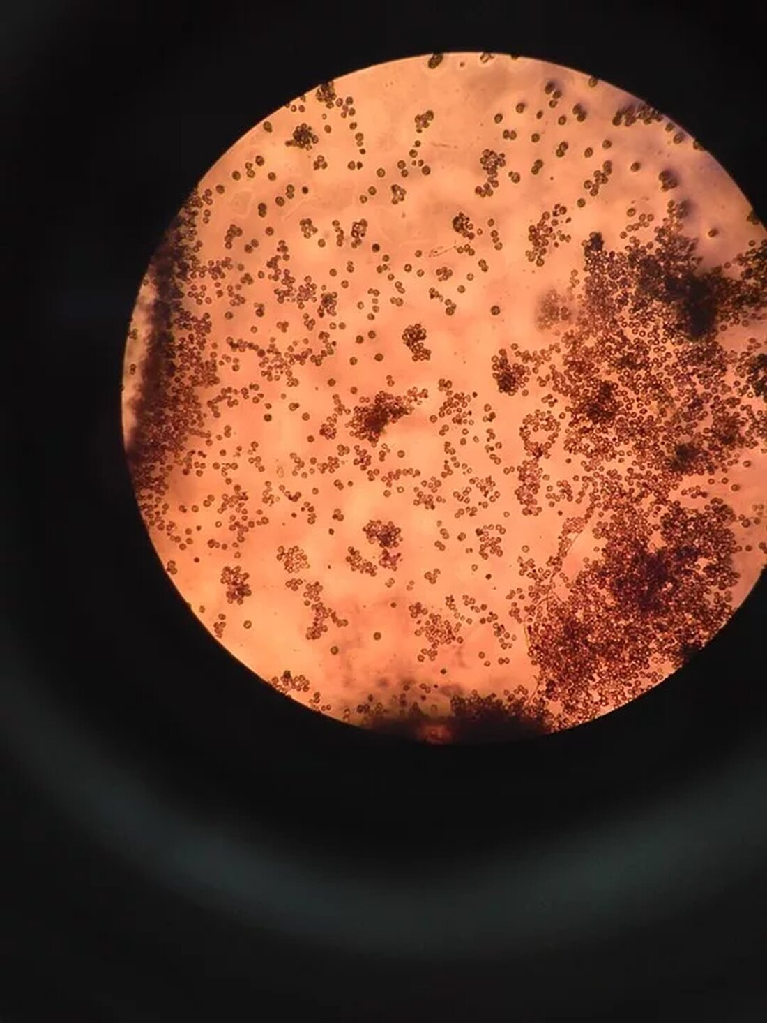 Tauche ein in die Welt der Heilpflanzen mit einer detaillierten Analyse ihrer biochemischen Bestandteile, präzisen Analysemethoden und Anwendungen in der Forschung und Entwicklung von Heilpflanzenprodukten. 🌿🔬 #Heilpflanzen #Biochemie #Forschung