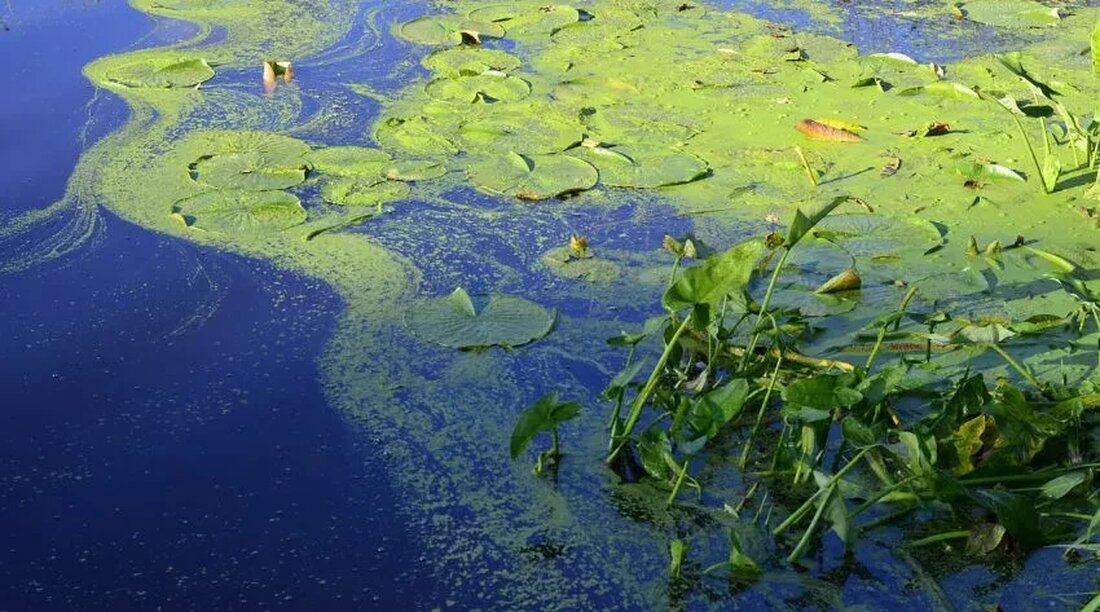 Bio-Blaualgen sind eines der nährstoffreichsten Lebensmittel der Welt. Zwei Sorten, Spirulina und Aphanizomenon flos-aquae, sind die am häufigsten konsumierten Formen von Blaualgen. Das hat Superfood-Status aufgrund hoher Konzentrationen von Proteinen, Vitaminen und Nährstoffen. ((Link entfernt)) Wie werden Blaualgen kultiviert? Die meisten Blaualgenprodukte enthalten Aphanizomenon flos-aquae, die am Upper Klamath Lake im Süden Oregons geerntet wurden. Die Ernte erfolgt im Sommer von Juni bis November. Die Algen werden gefiltert, um die lebendigsten Blüten zu erhalten und dann durch Zentrifugation weiter gereinigt. Das AFA wird dann gekühlt und gefroren oder getrocknet bei niedrigen Temperaturen verkauft und als Pulver verkauft. Natürliche Verbindungen in organischen Blaualgen &hellip;