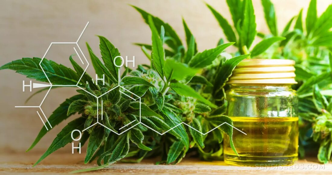 CBD, die Kurzform von Cannabidiol, ist ein Inhaltsstoff der Hanfpflanze. Dabei hat CBD den großen Vorteil, dass er viele positive Eigenschaften auf den Körper hat, aber nicht wie sein großer Bruder THC (Tetrahydrocannabinol) berauscht. Somit sind CBD Produkte vollkommen legal erhältlich. Der Wirkstoff Cannabidiol ist dabei vordergründig wegen seiner hervorragenden Wirkung auf einen guten Schlaf, wegen seiner beruhigenden Eigenschaft und wegen des schmerzstillenden Effektes bekannt. Angesichts dessen wird er immer häufiger auch von älteren Menschen eingenommen, um zum einen die Schmerzen zu lindern und zum anderen herkömmliche Schmerzmittel zu reduzieren. Doch weshalb hilft Cannabidiol so gut bei Schmerzen und was …
