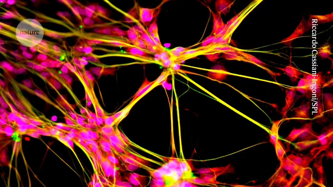 CRISPR-Studien zeigen, wie ein bestimmtes Gen bei Mäusen die Jugendlichkeit von Gehirn-Stammzellen wiederherstellt und deren Wirkung auf neue Neuronen steigert.
