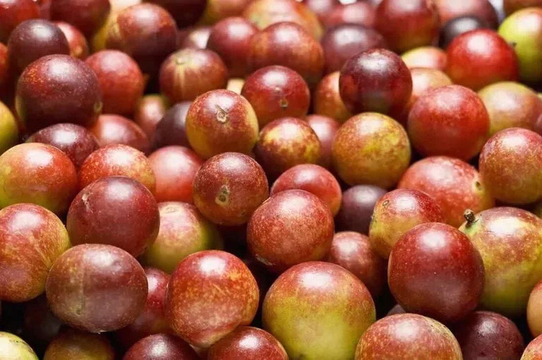 Camu Camu (Myrciaria dubia) ist eine wunderschöne, fruchttragende Pflanze, die in den überfluteten Gebieten des Amazonas-Regenwaldes heimisch ist. Dies ist eine Superfrucht, die Sie kennen sollten. Die runden, pflaumengroßen Früchte enthalten mehr Vitamin C als Orangen und Zitronen und unterstützen so Ihr Immunsystem. Dennoch bietet es viele andere gesundheitliche Vorteile! Camu Camu und seine starken Polyphenole fördern auch gesundes Altern und Langlebigkeit, Herzgesundheit und Gewichtsverlust. ((Link entfernt)) Camu Camu hat nicht nur einen der höchsten Vitamin C-Gehalte aller Früchte der Welt, sondern auch ein unglaubliches Nährstoffprofil. Sie sind reich an Flavonoiden, Anthocyanen und Polyphenolen, von Quercetin bis Betulinsäure. Mit dieser Frucht können Sie …