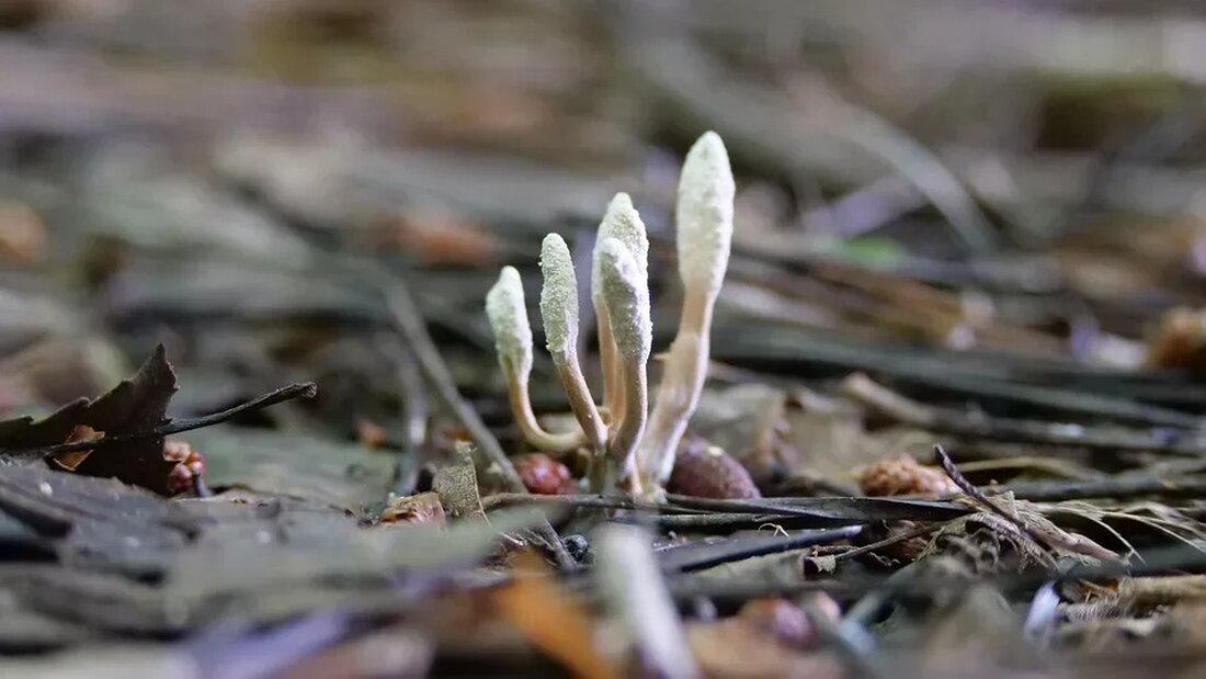 Cordyceps für Ausdauer und Energie Cordyceps sind eine Art von Pilzen, die in den Bergregionen von Tibet, China und Nepal heimisch sind. Sie werden seit langem in der traditionellen chinesischen Medizin eingesetzt und werden aufgrund ihrer potenziellen Vorteile für Ausdauer und Energie immer beliebter. Dieser Artikel gibt einen Überblick über Cordyceps, wie sie wirken können und wie sie zur Verbesserung der körperlichen Leistungsfähigkeit eingesetzt werden können. Was sind Cordyceps? Cordyceps sind parasitäre Pilze, die auf Insektenlarven wachsen. Sie gehören zur Gattung der Ascomyceten und sind für ihre ungewöhnlichen Wachstumsformen bekannt. Die beliebteste und am häufigsten verwendete Art ist der Cordyceps …