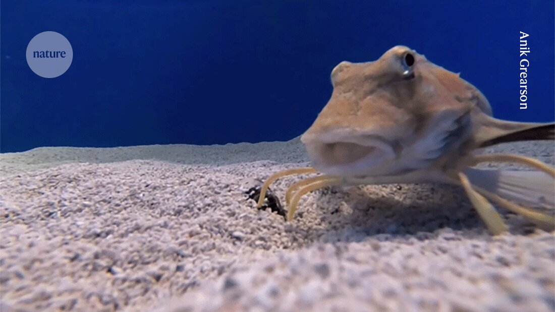 Wissenschaftler entdeckten, dass der Nordmeergockelfisch mit seinen Beinen nicht nur läuft, sondern auch den Meeresboden schmeckt.