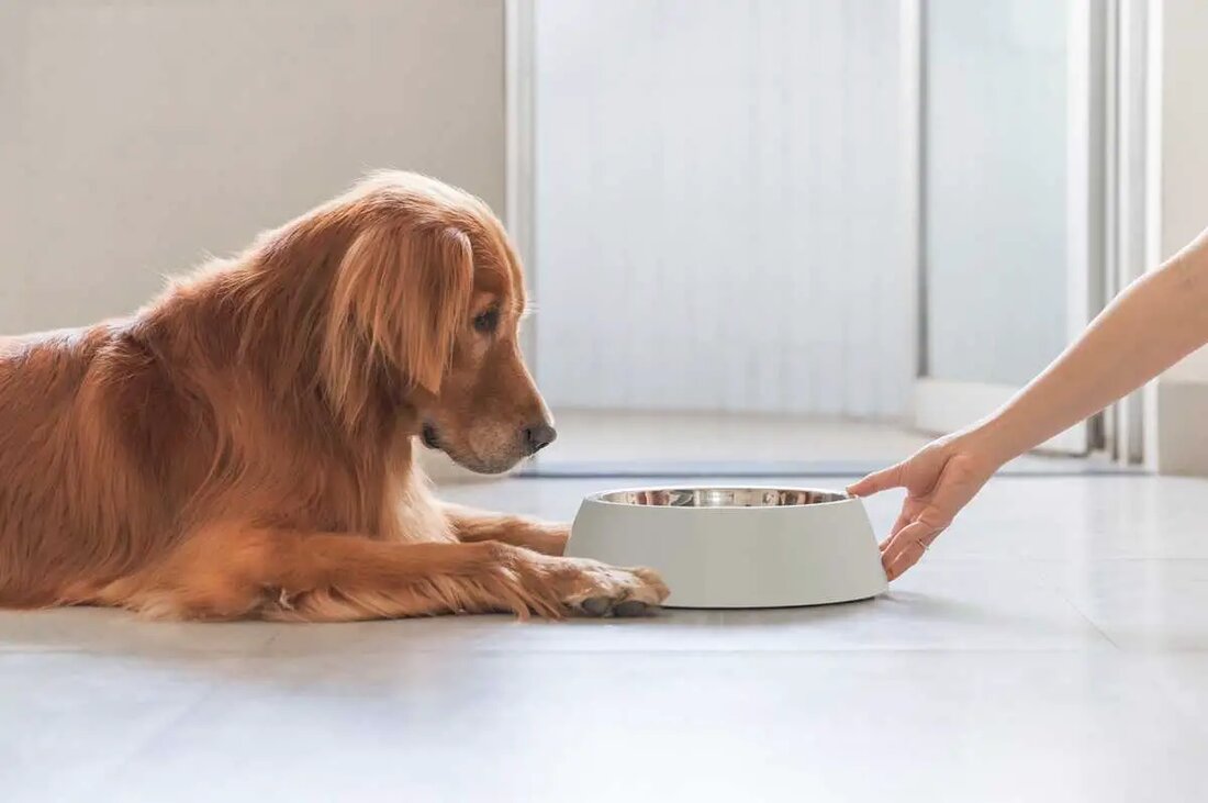 Golden Retrievers und ihre verkürzte Lebensdauer Golden Retrievers sind seit Jahrzehnten beliebte Familienhunde aufgrund ihrer verspielten Natur und ihrem liebenswürdigen Wesen. Doch ist dir aufgefallen, dass diese vierbeinigen Freunde nicht mehr so lange leben wie früher? Schockierenderweise hat sich ihre Lebensdauer verkürzt und unsere moderne Ernährung könnte dafür verantwortlich sein. Lass uns dieses dringende Problem genauer betrachten und besprechen, wie wir die goldenen Jahre unserer Golden Retrievers verlängern können. Marketing-Hype vs. die bittere Realität Wenn du an die 70er Jahre zurückdenkst, abgesehen von Schlaghosen und Diskokugeln, wirst du vielleicht bemerken, dass Golden Retrievers damals länger lebten. Das ist keine rein &hellip;