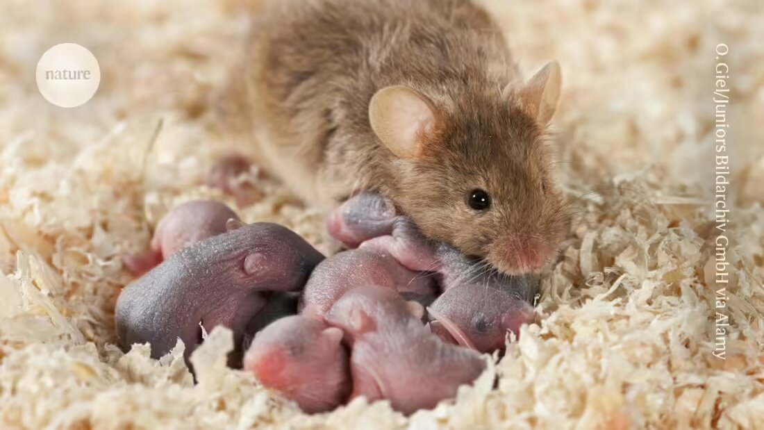 Forscher haben Neuronen im Gehirn von Baby-Mäusen identifiziert, die es ihnen ermöglichen, in den ersten Lebenstagen eine einzigartige, starke Bindung zu ihrer Mutter aufzubauen. Die Ergebnisse liefern frische Hinweise zur Entwicklung der Mutter-Säugling-Bindung bei Säugetieren und helfen Wissenschaftlern dabei, zu verstehen, wie die Gehirnentwicklung das Verhalten beeinflusst.