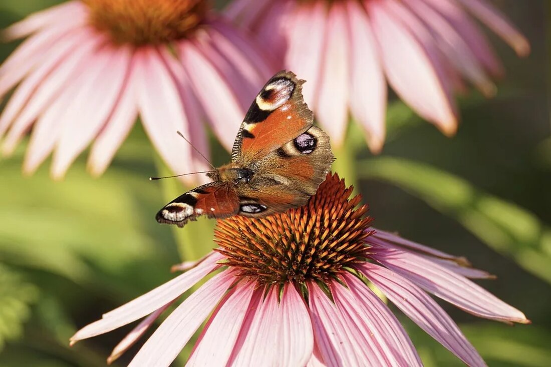Neue Forschung zu Echinacea und Immunsystem! Evidenzbasierte Bewertung als präventives Mittel, Dosierungsempfehlungen und Kontraindikationen. Wissenschaftliche Einblicke!