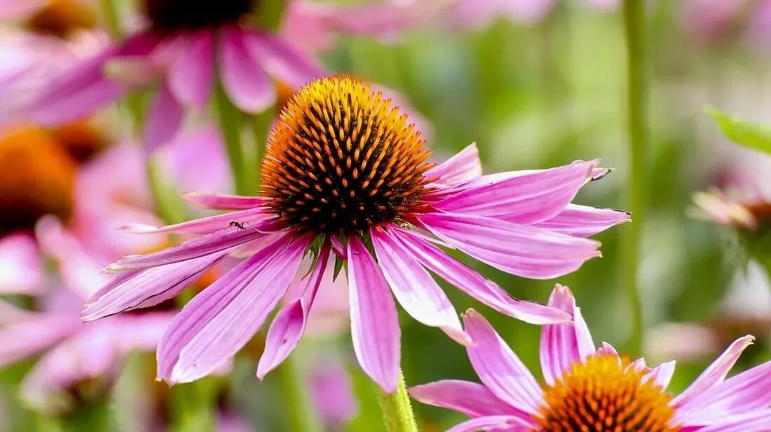 Echinacea ist ein starkes und nützliches Kraut, das von Menschen auf der ganzen Welt verwendet wird, um die Gesundheit zu erhalten. Jeder Teil der Pflanze, von den Wurzeln bis zu den Blütenblättern, ist voller lebenswichtiger Nährstoffe. Mit dem Ruf eines natürlichen Erkältungsmittels genießen viele Menschen Echinacea in der einen oder anderen Form, sei es als Tee, als Ergänzung oder sogar als Rohpflanze. Hier sehen wir uns zehn beeindruckende Möglichkeiten an, wie Echinacea Ihre Gesundheit unterstützen kann. Was ist Echinacea? Echinacea purpurea ist eine in Nordamerika beheimatete Blütenpflanze und prägt seit Jahrtausenden die amerikanische Landschaft in der einen oder anderen Form. Ursprünglich von den Sioux der amerikanischen Ureinwohner als Heilmittel gegen &hellip;