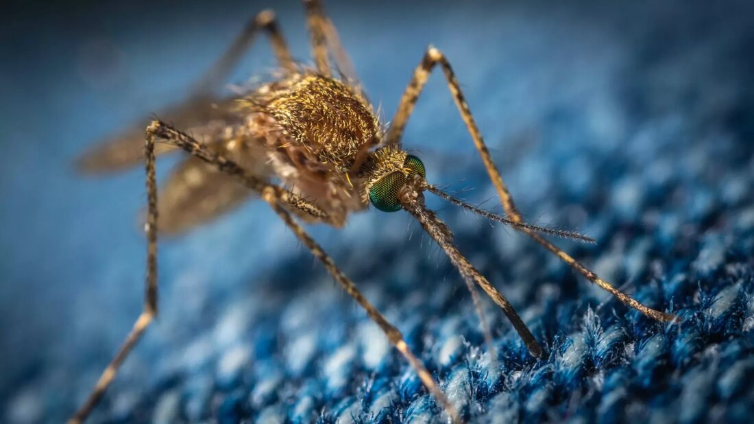 GMO-Mücken in Florida sorgen für Kontroverse Forget about reality TV drama, avocado toast obsessions, and what celebrity wore it best. We’re about to dive into a different sort of buzz: GMO mosquitoes. What sounds like a script from a Sci-Fi blockbuster is a reality in sunny Florida. Residents have reported being tricked into allowing these lab-grown insects onto their land, creating a swarm of controversy. Das umstrittene Experiment Das GMO-Mückenexperiment läuft seit Jahren und kulminierte kürzlich in der Freisetzung dieser im Labor gezüchteten Insekten in Florida. Diese Freisetzung erfolgte jedoch nicht ohne ihre Kontroverse. Die Insekten wurden von einem Zuschuss &hellip;