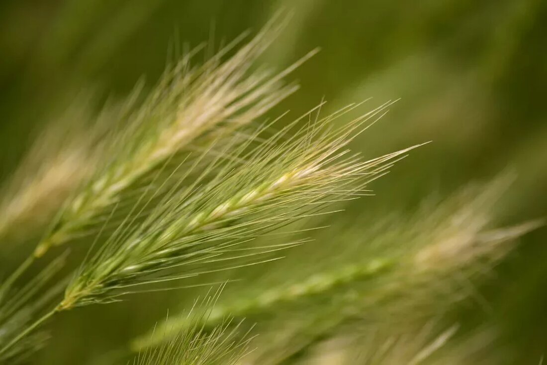 Gerstenkorn Auge Hausmittel: Sanfte Heilung Ein Gerstenkorn im Auge kann sehr unangenehm sein. Es handelt sich dabei um eine kleine, mit Eiter gefüllte Schwellung am Rand oder auf dem Augenlid. Ein solches Gerstenkorn kann entstehen, wenn die Talgdrüsen im Augenlid verstopft und infiziert sind. Es ist wichtig, das Gerstenkorn richtig zu behandeln, um weitere Komplikationen zu vermeiden. In diesem Artikel stellen wir dir einige Hausmittel vor, die bei der sanften Heilung eines Gerstenkorns im Auge helfen können. Ursachen und Symptome eines Gerstenkorns im Auge Ein Gerstenkorn wird meist durch eine Infektion mit Bakterien, wie zum Beispiel Staphylokokken, verursacht. Es kann …