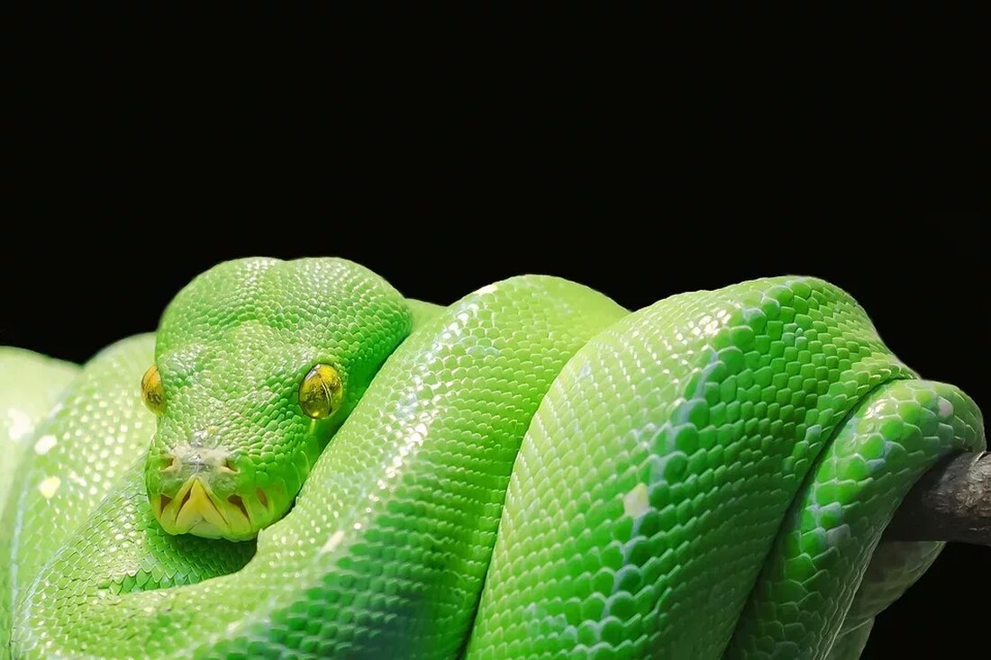 Giftige Pflanzen: Erkennen und Vermeiden Wenn es um die Pflanzenwelt geht, kann man sich nicht immer auf den ersten Blick darauf verlassen, dass sie harmlos ist. In der Natur gibt es eine Vielzahl von giftigen Pflanzen, die ernsthafte gesundheitliche Probleme verursachen können, wenn man mit ihnen in Kontakt kommt. Es ist daher wichtig, diese Pflanzen zu erkennen und zu vermeiden. In diesem Artikel werden wir einige der giftigen Pflanzen besprechen, die in Deutschland vorkommen, wie man sie erkennt und welche Vorsichtsmaßnahmen man ergreifen sollte. Warum sind giftige Pflanzen gefährlich? Giftige Pflanzen enthalten bestimmte Substanzen, die unserem Körper schaden können. In …