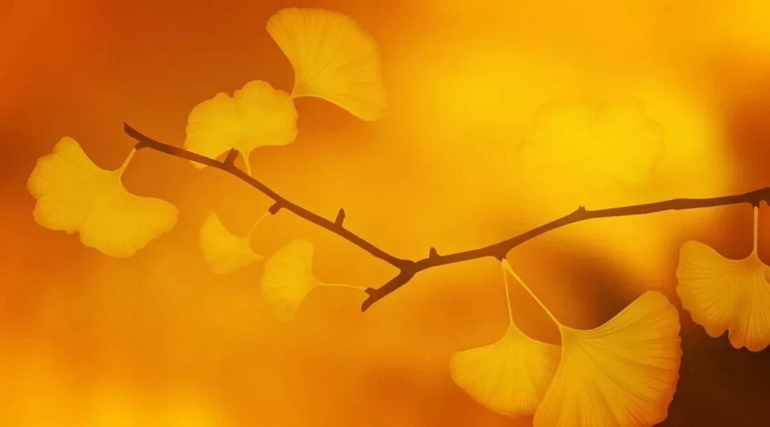 Ginkgo biloba: Ein alter Baum mit Heilkräften Der Ginkgo biloba, auch bekannt als der Ginkgobaum oder der Fächerblattbaum, ist eine uralte Baumart mit einer faszinierenden Geschichte. Seine Ursprünge reichen bis in die Zeit der Dinosaurier zurück und er ist der letzte lebende Vertreter einer einst weit verbreiteten Pflanzengruppe. Die einzigartige Zusammensetzung seiner Blätter und deren potenziell medizinische Eigenschaften machen den Ginkgo biloba zu einer spannenden Pflanze, die sowohl in der traditionellen Medizin als auch in der modernen Naturheilkunde geschätzt wird. Geschichte und Verbreitung des Ginkgo biloba Der Ginkgobaum war einst auf der ganzen Welt verbreitet. Fossilienfunde legen nahe, dass der &hellip;