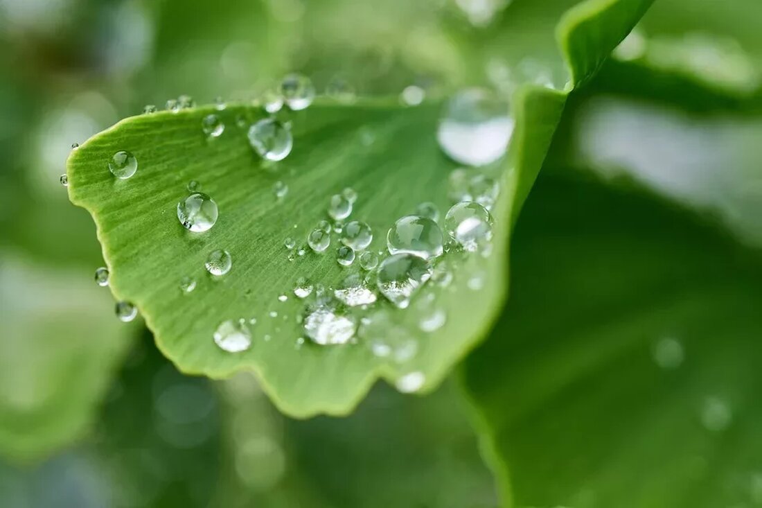 Ginkgo Biloba und Gedächtnisverbesserung Ginkgo Biloba ist eine Baumart, die seit Jahrhunderten in der traditionellen chinesischen Medizin verwendet wird. In den letzten Jahren hat sie auch weltweite Aufmerksamkeit als Nahrungsergänzungsmittel zur Verbesserung des Gedächtnisses erlangt. Dieser Artikel wird sich mit der Wirkung von Ginkgo Biloba auf das Gedächtnis befassen und die wissenschaftlichen Erkenntnisse zu diesem Thema thematisieren. Was ist Ginkgo Biloba? Ginkgo Biloba, auch bekannt als der Ginkgo-Baum oder der japanische Tempelbaum, ist eine der ältesten Baumarten auf der Erde. Die Pflanze stammt aus China und wird heute in vielen Teilen der Welt angebaut. Die Blätter des Ginkgo-Baums werden in …
