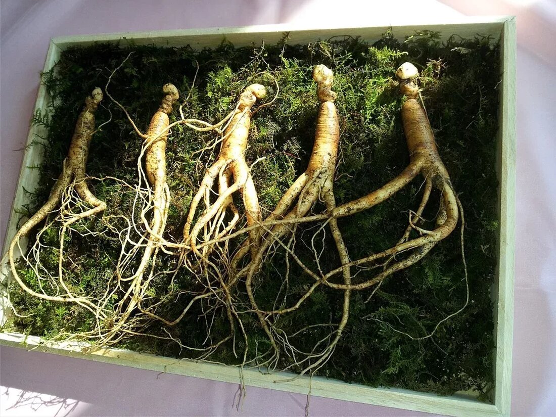 **Ginseng: Die Kraftwurzel aus Asien** ## Einleitung Ginseng, auch bekannt als Panax Ginseng oder asiatischer Ginseng, ist eine Pflanze, die in erster Linie in Asien heimisch ist und seit Jahrhunderten in der traditionellen chinesischen Medizin verwendet wird. Diese Wurzel hat eine lange Geschichte und wird für ihre zahlreichen gesundheitlichen Vorteile geschätzt. In diesem Artikel werden wir die Eigenschaften, Vorteile und Anwendungen von Ginseng genauer betrachten. ## Herkunft und Typen von Ginseng Die Pflanze Ginseng gehört zur Familie der Araliengewächse und wird in verschiedenen Teilen Asiens angebaut. Die beiden Haupttypen von Ginseng sind asiatischer Ginseng (Panax Ginseng) und amerikanischer Ginseng (Panax …