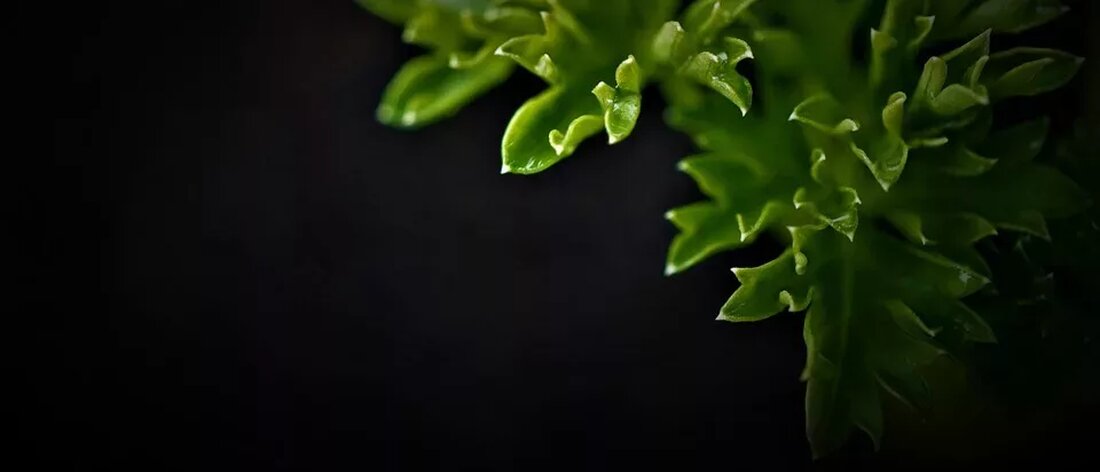 Glutamin und Darmgesundheit: Ein kritischer Blick Einführung Glutamin ist eine nicht essentielle Aminosäure, die in vielen Lebensmitteln vorkommt und auch vom Körper selbst produziert werden kann. Es spielt eine wichtige Rolle im Körper, insbesondere für die Funktion des Darms. In diesem Artikel werfen wir einen kritischen Blick auf die Rolle von Glutamin für die Darmgesundheit. Die Bedeutung des Darms für die Gesundheit Der Darm ist ein zentrales Organ in unserem Körper und spielt eine Schlüsselrolle für die allgemeine Gesundheit. Er ist nicht nur für die Verdauung und Aufnahme von Nährstoffen zuständig, sondern auch für die Immunabwehr und die Abwehr von …