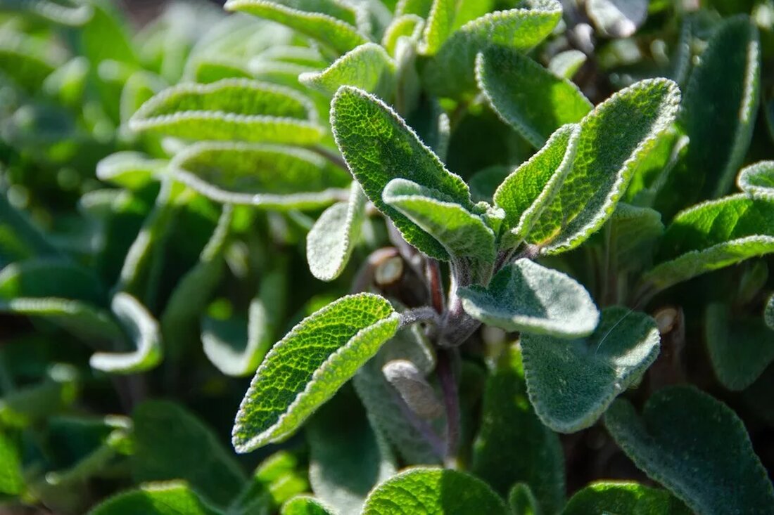 Lerne die Ursachen von Halsschmerzen kennen, entdecke bewährte Hausmittel zur Linderung und erhalte nützliche Tipps zur Vorbeugung. Hilfreiche Informationen für alle, die unter Halsschmerzen leiden! 🤒🍵