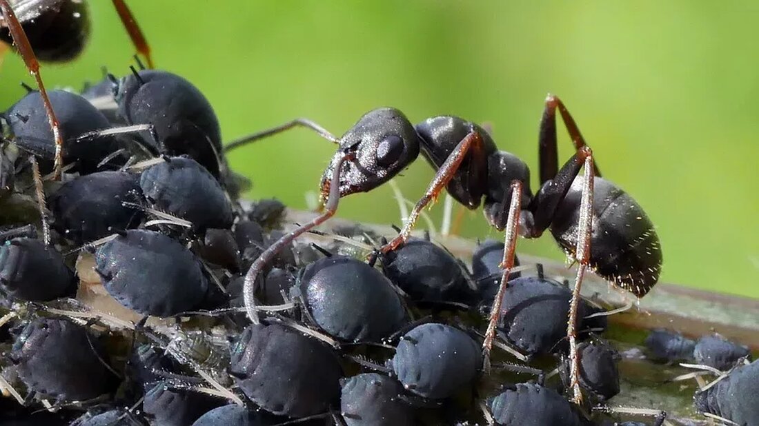 Hausmittel gegen Blattläuse: Umweltfreundliche Schädlingsbekämpfung Einleitung Blattläuse sind ein häufig vorkommendes Problem für Gärtner und Pflanzenliebhaber. Diese kleinen, weichen Insekten können großen Schaden an Pflanzen verursachen, indem sie sich von deren Säften ernähren und Krankheiten übertragen. Viele Menschen bevorzugen jedoch eine umweltfreundliche Schädlingsbekämpfungsmethode, die keine aggressiven Chemikalien verwendet. Glücklicherweise gibt es einige wirksame Hausmittel, die Ihnen helfen können, Blattläuse auf natürliche Weise zu bekämpfen. Hausmittel gegen Blattläuse 1. Neem-Öl Neem-Öl ist ein pflanzliches Öl, das aus den Samen des Neem-Baums gewonnen wird. Es hat insektizide Eigenschaften und kann effektiv bei der Bekämpfung von Blattläusen eingesetzt werden. Mischen Sie einfach zwei …