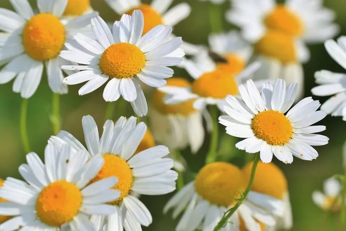 Heilpflanzen für Haut und Haar In der heutigen Zeit, in der natürliche und gesunde Lebensweise immer mehr an Bedeutung gewinnt, suchen viele Menschen nach Alternativen zu chemischen Produkten für Haut und Haar. Heilpflanzen sind eine ausgezeichnete Option, um diesen Bedarf zu decken. Sie enthalten natürliche Wirkstoffe, die sich positiv auf Haut und Haare auswirken können. In diesem Artikel werden wir einige der besten Heilpflanzen für Haut und Haar genauer betrachten. Aloe Vera Aloe Vera ist eine der bekanntesten Heilpflanzen für Haut und Haar. Sie hat eine hautberuhigende und regenerierende Wirkung. Das Gel der Pflanze wird oft zur Behandlung von Verbrennungen, …