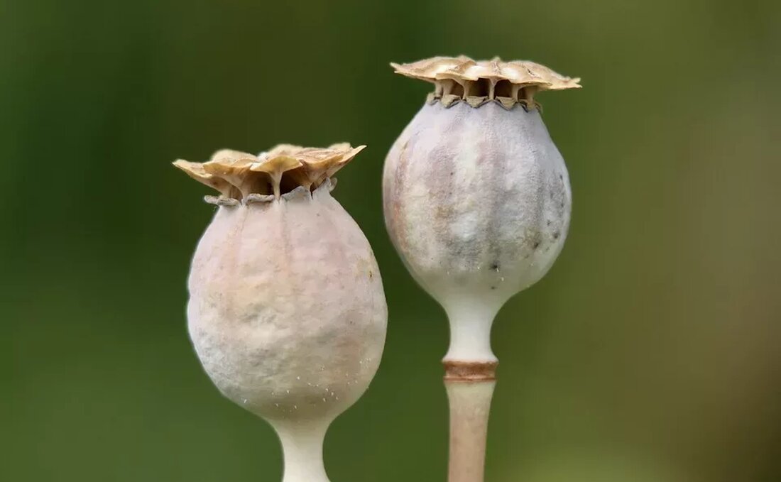 Heilpflanzen für die Verdauung Die Verdauung ist ein komplexer Vorgang, der für unser allgemeines Wohlbefinden von großer Bedeutung ist. Eine gesunde Verdauung sorgt dafür, dass wir Nährstoffe aus der Nahrung aufnehmen, Abfallstoffe ausscheiden und Krankheiten vorbeugen. Manchmal kann es jedoch zu Verdauungsproblemen wie Blähungen, Sodbrennen, Verstopfung oder Durchfall kommen. In solchen Fällen können Heilpflanzen eine natürliche und wirksame Lösung bieten. Kamille (Matricaria recutita) Kamille ist eine der bekanntesten Heilpflanzen und wird seit Jahrhunderten zur Behandlung von Verdauungsbeschwerden eingesetzt. Sie wirkt entzündungshemmend, krampflösend und beruhigend auf den Magen-Darm-Trakt. Kamille kann bei Magenkrämpfen, Reizdarmsyndrom und Durchfall lindernd wirken. Eine Tasse Kamillentee nach …