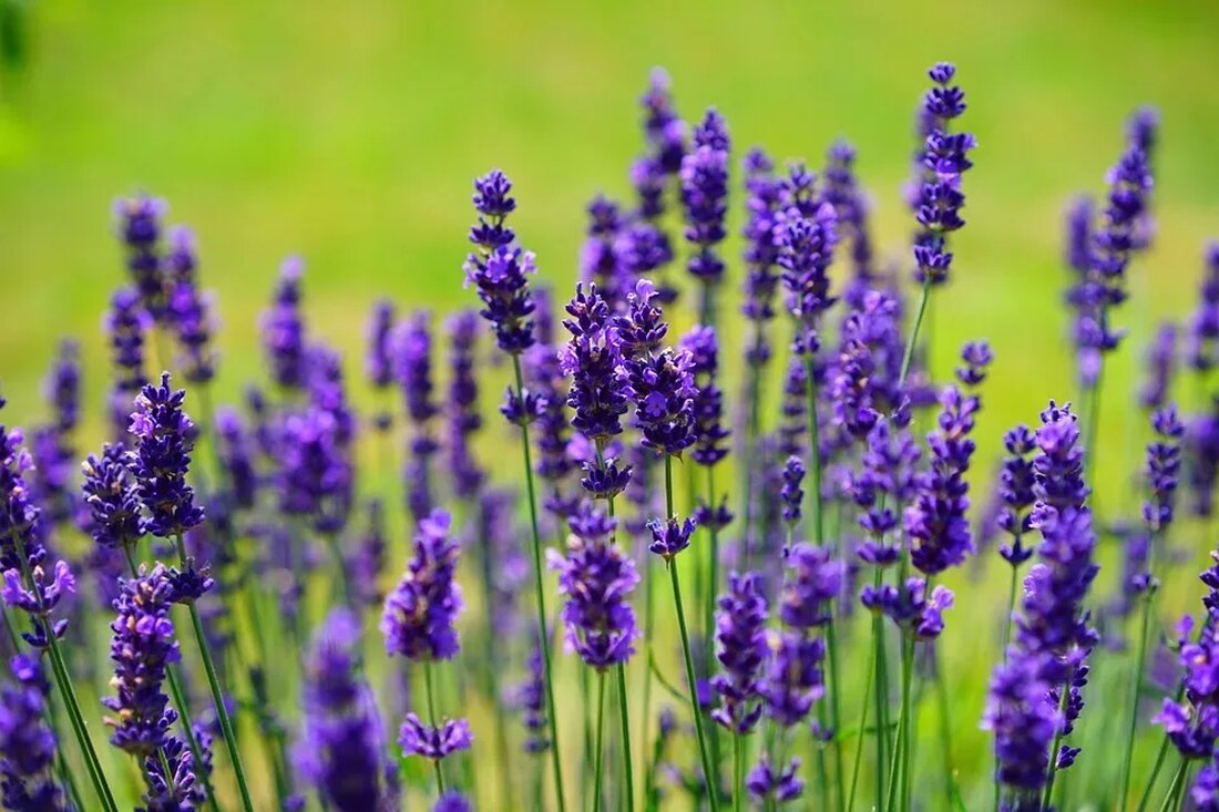 ## Heilpflanzen im eigenen Garten anbauen Heilpflanzen sind seit jeher Teil der natürlichen Medizin und werden weltweit zur Vorbeugung und Behandlung von Krankheiten eingesetzt. Das Anbauen von Heilpflanzen im eigenen Garten ist eine großartige Möglichkeit, seinen eigenen Vorrat an natürlicher Medizin zu schaffen. In diesem Artikel werden wir uns ansehen, wie man Heilpflanzen erfolgreich anbauen kann und welche Pflanzen sich besonders gut für den heimischen Anbau eignen. ## Warum Heilpflanzen im eigenen Garten anbauen? Das Anbauen von Heilpflanzen im eigenen Garten bietet eine Vielzahl von Vorteilen. Erstens ist es kostengünstig. Die meisten Heilpflanzen können aus Samen gezogen werden und erfordern …