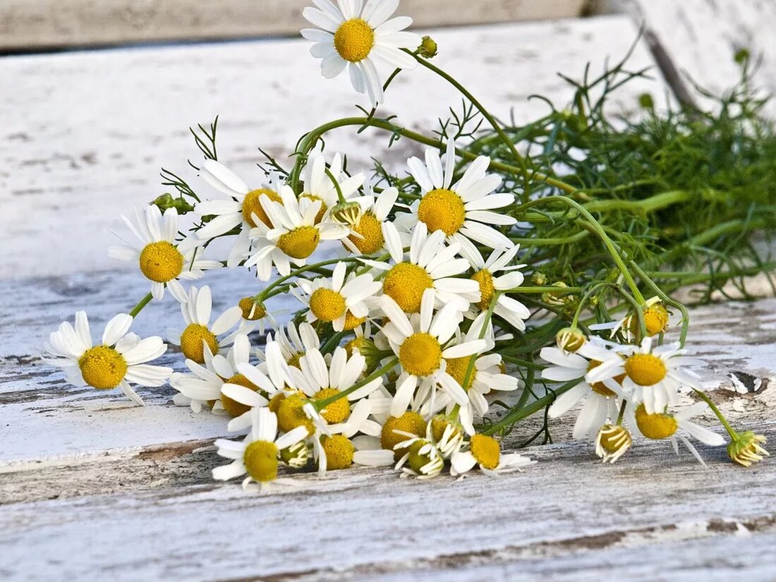 Entdecke die vielfältige Verwendung von Heilpflanzen in der Garten- und Landschaftsgestaltung! Erfahre mehr über ihren Einfluss auf die Biodiversität und erhalte hilfreiche Empfehlungen zur Auswahl und Pflege in deinem eigenen Garten. 🌿🌼 #Heilpflanzen #Gartenpflege #Biodiversität