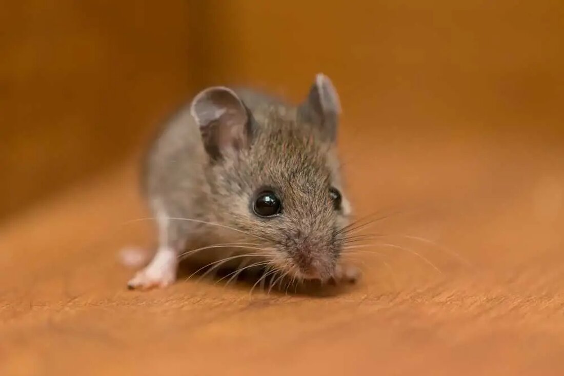 Eine Maus im Haus zu haben, kann eine unangenehme Erfahrung sein. Diese Nagetiere stellen nicht nur ein potenzielles Gesundheitsrisiko dar, sondern können auch Ihr Eigentum beschädigen. Obwohl es viele Möglichkeiten gibt, Mäuse loszuwerden, ist es wichtig, ungiftige Alternativen in Betracht zu ziehen, insbesondere wenn Sie Kinder oder Haustiere haben. In diesem Artikel werden wir einige sichere und effektive Lösungen besprechen, um Mäuse von Ihrem Zuhause fernzuhalten, sowie die Gewohnheiten von Mäusen untersuchen, warum sie von unseren Häusern angezogen werden, und einige einzigartige Eigenschaften dieser Kreaturen. Die Gewohnheiten der Mäuse: Mäuse sind kleine Säugetiere, die für ihre bemerkenswerte Anpassungsfähigkeit bekannt sind. …
