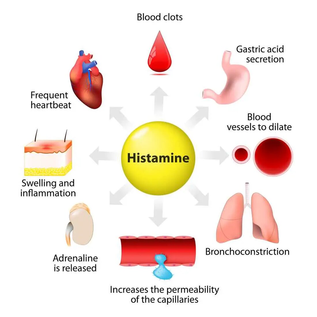 Histaminintoleranz ist ein häufiges Gesundheitsproblem, das oft unbemerkt bleibt und die Lebensqualität von Menschen beeinträchtigt. In diesem Artikel wird die Histaminintoleranz eingehend untersucht und die Anzeichen, Symptome und Ursachen erörtert, die zu dieser Erkrankung beitragen. Wenn Sie die Faktoren verstehen, die eine Histaminintoleranz verursachen, können Sie Maßnahmen ergreifen, um Ihre Gesundheit zu verbessern und die damit verbundenen Symptome zu reduzieren. Was ist Histamin? Histamin ist eine Verbindung, die von den Körperzellen als Reaktion auf Entzündungen, Verletzungen, allergische Reaktionen oder potenzielle Bedrohungen freigesetzt wird[1]. Unter normalen Umständen wird Histamin durch Enzyme wie Histamin-N-Methyltransferase (HNMT) durch den Methylierungsprozess oder durch Diaminoxidase (DAO) &hellip;