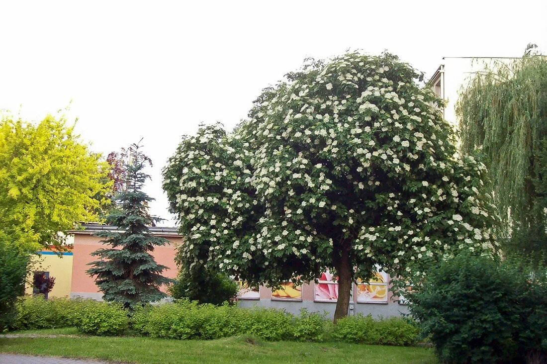 Holunder (Sambucus nigra) stammt vom Holunderbaum, der in Europa und Teilen Asiens und Afrikas heimisch ist. Eine verwandte Art namens Amerikanischer Holunder (Sambucus canadensis) wächst in den USA und Kanada. Viele Kulturen haben beide Holunderbäume geschätzt und sich auf alles verlassen, von Musikinstrumenten bis hin zu Lebensmitteln und Medizin. Im mittelalterlichen Europa wurde der Holunder als heilig verehrt und soll gesundheitsschonende und wiederherstellende Eigenschaften haben. Seit Jahrhunderten werden pflanzliche Heilmittel in Form von Tees, Umschlägen, Cremes und Salben aus Holunder hergestellt, um die Gesundheit zu fördern, Atemnot zu lindern und gereizte Haut zu beruhigen. ((Link entfernt)) Manchmal als „Baum der Musik“ bezeichnet, ist das …