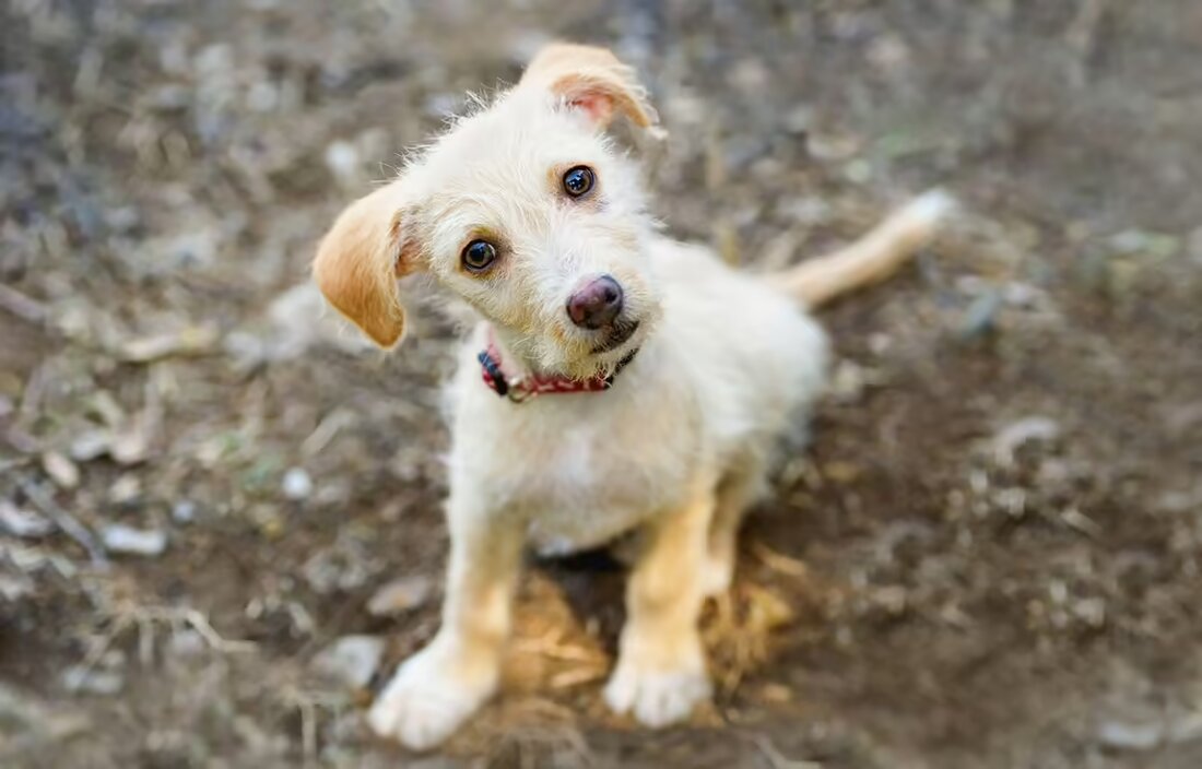 Erfahren Sie in diesem Artikel, wie die Fähigkeit von Hunden, menschliche Emotionen zu spüren, möglicherweise angeboren ist. Eine Studie verglich die Reaktionen von Hunden und Hausschweinen auf menschliches Weinen und Summen und legte nahe, dass die emotionale Verbundenheit von Haustieren mit Menschen möglicherweise tiefer geht als gedacht.