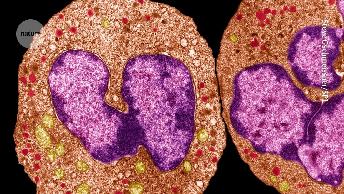 Immunzellen in der Haut bilden schützende Strukturen zur Wundheilung und verhindern das Eindringen schädlicher Bakterien.