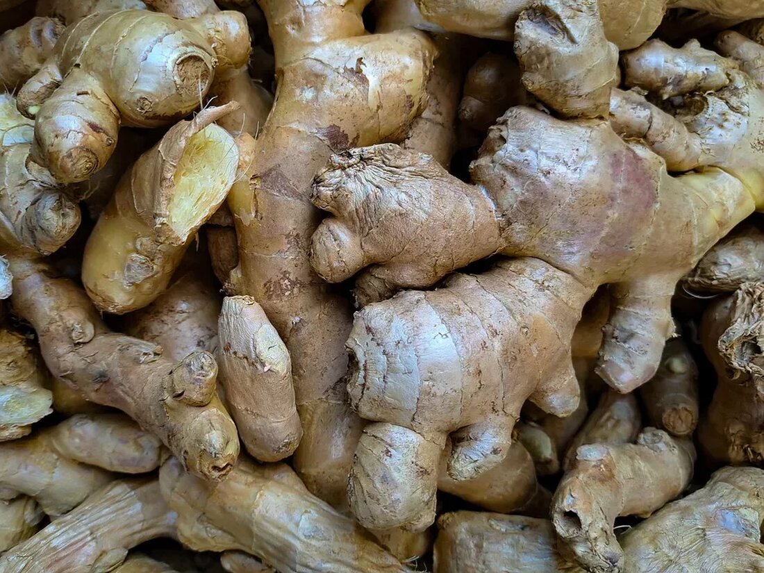 Ingwer: Heilpflanze mit Tradition Einleitung Ingwer (Zingiber officinale) ist eine ausgezeichnete Pflanze mit medizinischen Eigenschaften, die seit Tausenden von Jahren in der traditionellen indischen und chinesischen Medizin verwendet wird. Ingwer wird nicht nur für seine würzige Note in der Küche geschätzt, sondern auch wegen seiner zahlreichen gesundheitlichen Vorteile. Diese Knolle gehört zur Familie der Ingwergewächse und hat eine lange Geschichte als Heilmittel für verschiedene Beschwerden. Im folgenden Artikel werden wir uns mit den verschiedenen Aspekten dieser erstaunlichen Heilpflanze befassen. Geschichte und Herkunft Ingwer ist eine Pflanze, die in den tropischen Regionen Südostasiens beheimatet ist. Sie wird seit über 2000 Jahren …