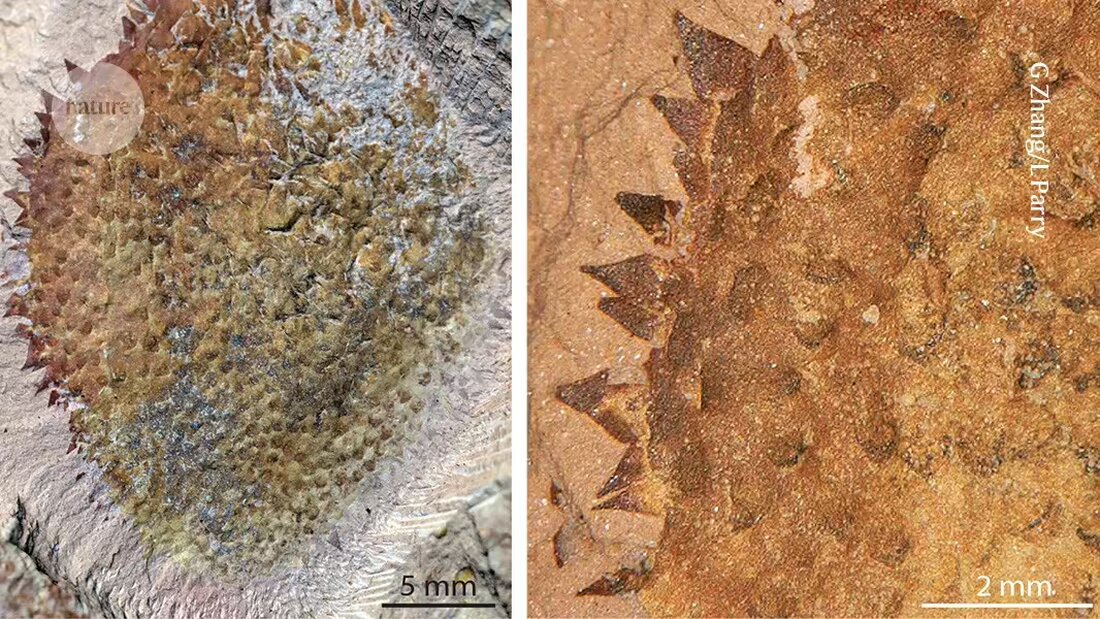 Neuer Fund eines fossilen Weichtiers mit Dornen - Erfahren Sie mehr über die Ursprünge dieser mysteriösen Lebewesen und wie sie zur Diversität auf unserem Planeten beigetragen haben.