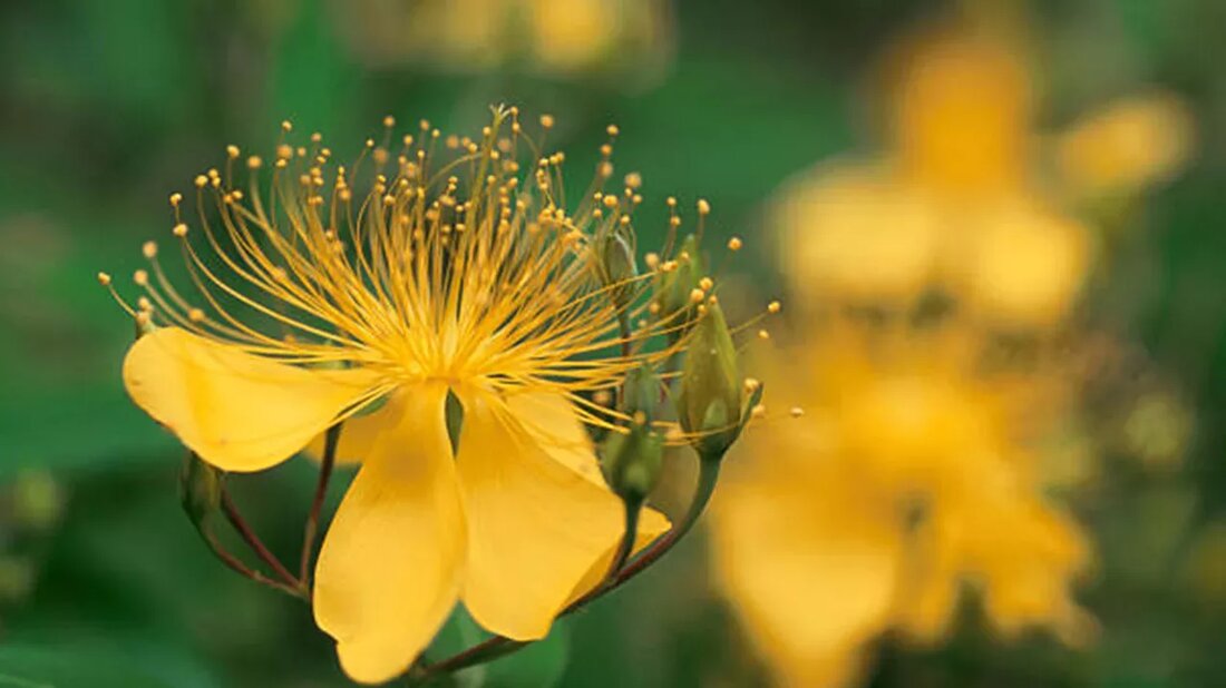 Eine gesunde, biologische Ernährung und regelmäßige Bewegung sind entscheidend, um die Grundlage für ein gesundes Leben zu legen. Kräuter wie Johanniskraut ( Hypericum perforatum ) sind eine Quelle von Antioxidantien und anderen speziellen Nährstoffen, die das körperliche und geistige Wohlbefinden fördern. Tatsächlich wenden sich die Menschen seit Jahrhunderten an Johanniskraut als natürliches Heilmittel für eine Reihe von gesundheitlichen Problemen. Schauen wir uns die Geschichte und die Vorteile genauer an. ((Link entfernt)) Johanniskraut Kurzinformationen Wissenschaftlicher Name: Hypericum perforatum Familie: Hypericaceae Ursprung: Europa und Asien Pflanzentyp: Blüte, mehrjährig Nutzen für die Gesundheit: Unterstützt geistiges Wohlbefinden, Frauengesundheit und gesunde Haut Geschichte des Johanniskrauts Aufgrund der Fähigkeit der …