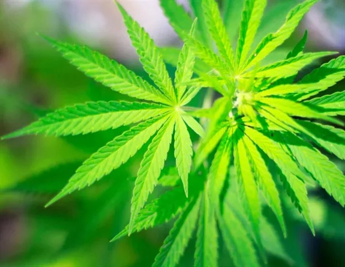 Junge Erwachsene mit chronischen Schmerzen verwenden Cannabis und CBD-Öl zur Schmerzlinderung Laut einer neuen Umfrage des Harris Polls, die im Auftrag der Samueli Foundation online durchgeführt wurde, berichten junge Erwachsene im Alter von 18 bis 34 Jahren häufiger über chronische Schmerzen im Vergleich zu älteren Erwachsenen (65% vs. 52% bei den über 35-Jährigen). Eine große Mehrheit von ihnen (73%) gab an, täglich unter Schmerzen zu leiden. Mehr als jeder fünfte junge Erwachsene mit chronischen Schmerzen (22%) verwendet Cannabis und/oder CBD-Öl zur Schmerzlinderung und ist damit doppelt so häufig wie die Altersgruppe der über 45-Jährigen (11%). Junge Erwachsene suchen Hilfe bei …