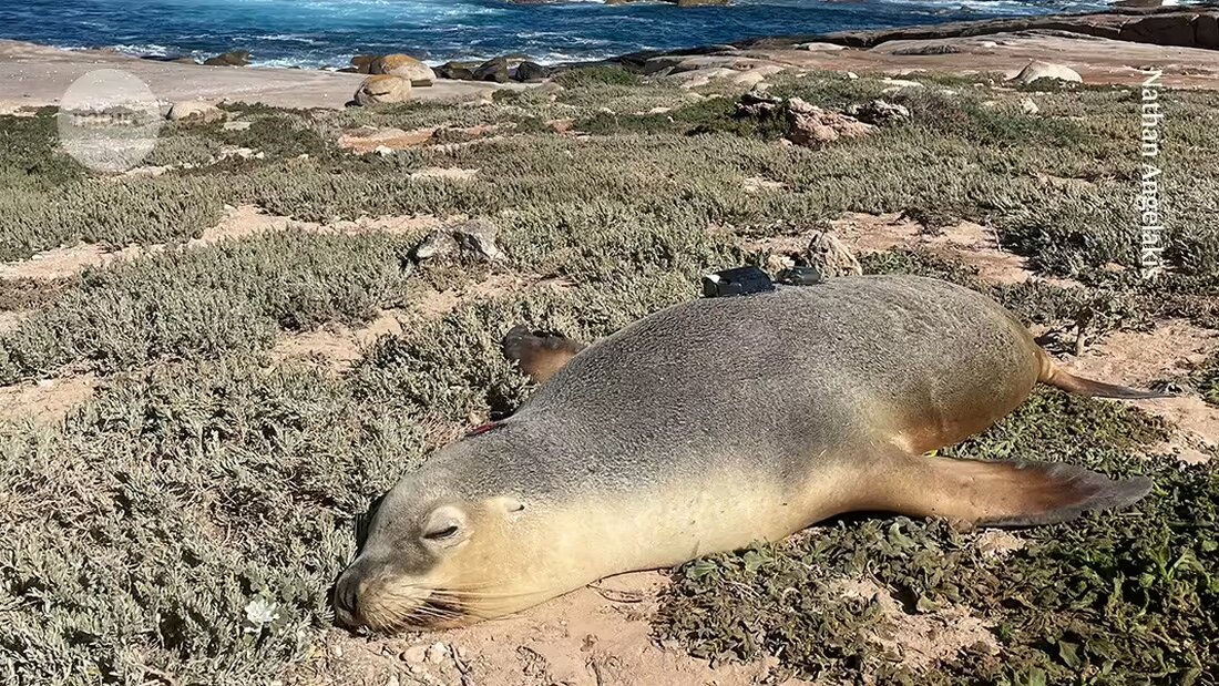 Erkunden Sie mit Hilfe von Meeressäugern Unterwassergebiete vor der Südküste Australiens. Forscher verwenden Kameras an Seelöwen, um bisher unerforschte Abschnitte des Meeresbodens zu entdecken. Lesen Sie mehr über die faszinierenden Erkenntnisse und die Bedeutung dieser Studie für den Umweltschutz und die Navigation.