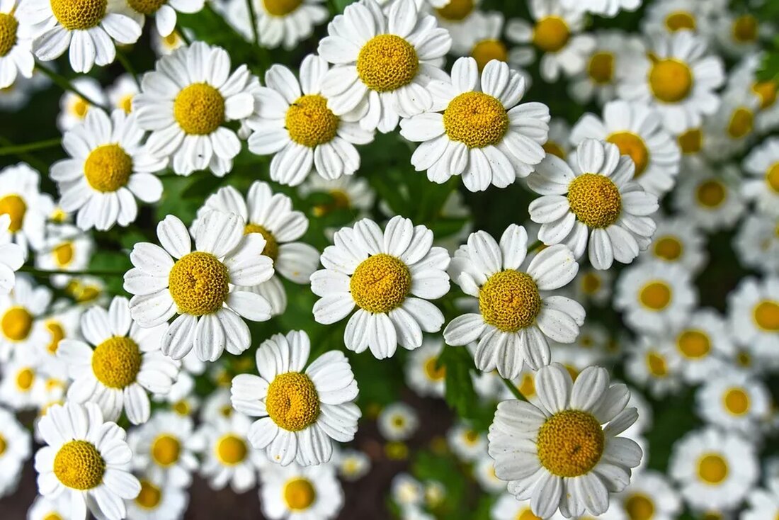 Entdecke die Wirkung von Kamille auf den Körper, traditionelle und moderne Anwendungen, chemische Zusammensetzung und Empfehlungen für die Verwendung in verschiedenen Situationen! 🌼 #Kamille #Gesundheit