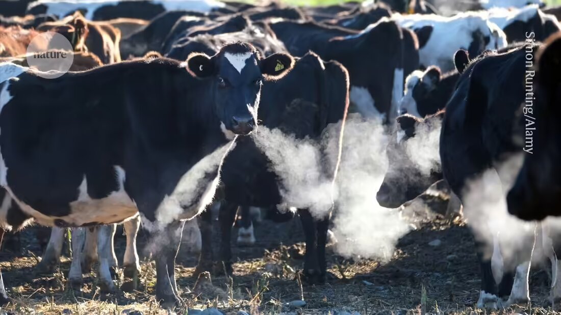 Eine aktuelle Studie zeigt, dass Kühe sich durch virusbeladene Aerosole mit dem hochpathogenen aviären Influenza H5N1 infizieren können. Forscher warnen jedoch, dass diese Übertragungsart wahrscheinlich nicht für den aktuellen Ausbruch in den USA verantwortlich ist. Erfahren Sie mehr über die Ausbreitung und mögliche Folgen dieser Viruserkrankung bei Kühen.