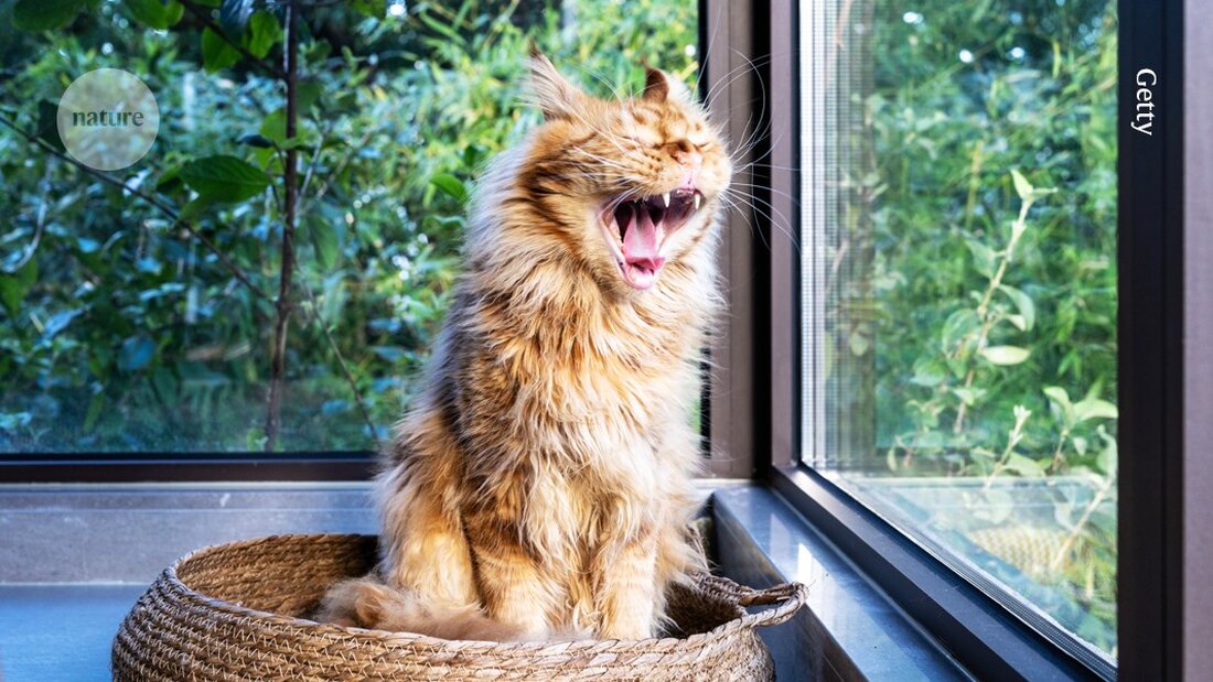 Forschungen zeigen, dass Katzenhirne menschlichen Alterungsprozessen ähneln, was neue Erkenntnisse zur kognitiven Degeneration liefern könnte.