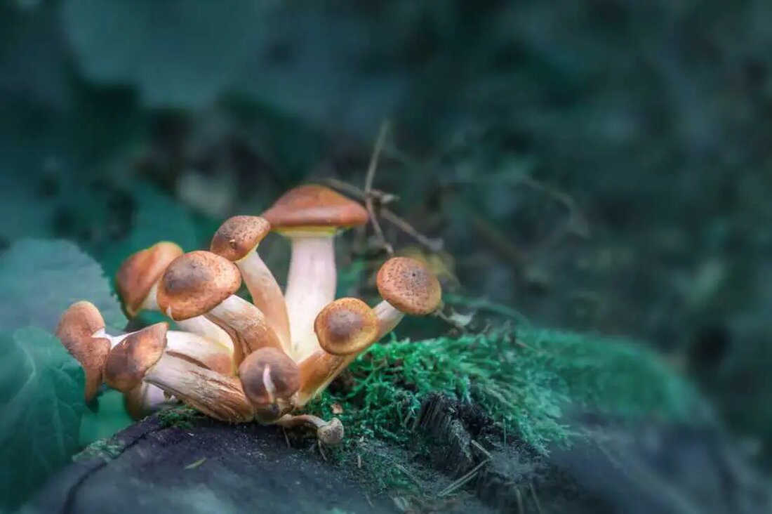 Die Revolutionierung der psychischen Gesundheitsbehandlung: Psilocybin als Hoffnungsträger Könnte das Geheimnis zur Revolutionierung der psychischen Gesundheitsbehandlung in den mystischen Reichen der Pilze verborgen sein? Die Wissenschaftswelt ist aufgeregt, da sie in die psychedelischen Tiefen von Psilocybin eintaucht, der aktiven Komponente, die in Magic Mushrooms vorkommt, um ihr potenzielles therapeutisches Potenzial bei Depressionen, Ängsten und anderen psychiatrischen Erkrankungen zu erforschen. Die Reise, dieses einst stigmatisierte und illegale Verbindungsmittel zu verstehen, geht nicht nur um die Veränderung von Wahrnehmungen, sondern um die Veränderung von Leben und bietet denjenigen, die von unaufhörlichen psychischen Leiden gefangen sind, einen Hoffnungsstrahl. Die sich entfaltenden Kapitel der …