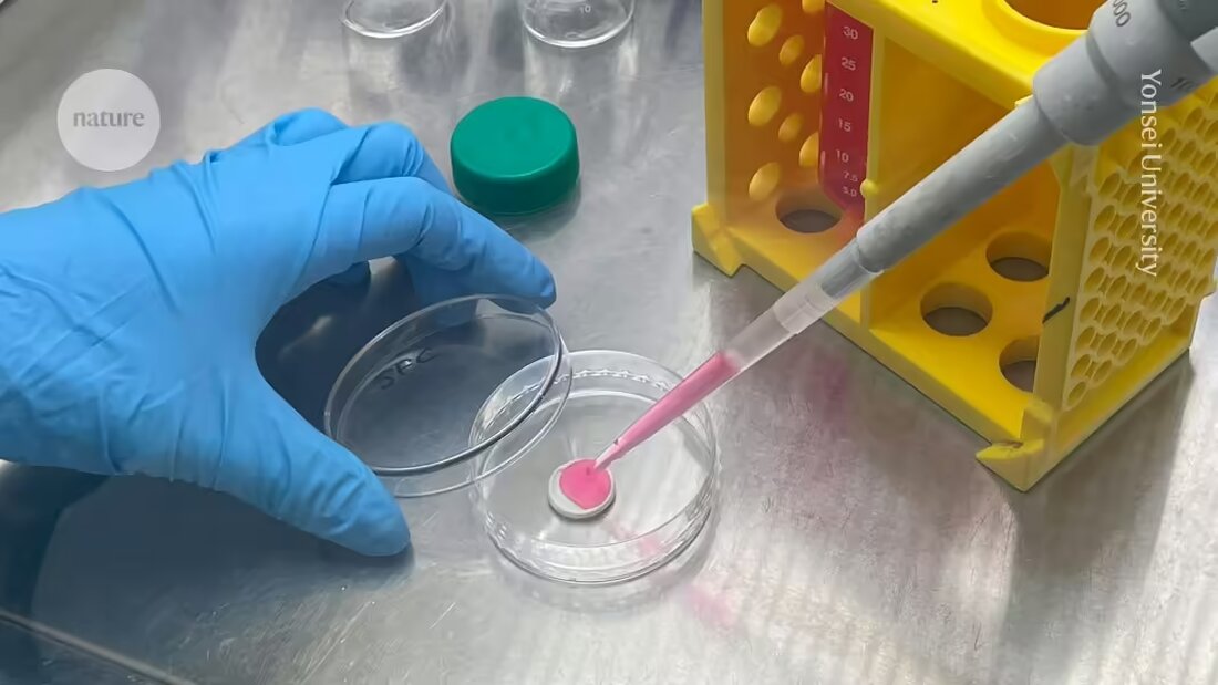 "Forscher haben kultiviertes Fleisch entwickelt, das bei hohen Temperaturen fetzige Aromen freisetzt. Erfahren Sie mehr in dieser Studie über die Innovationskraft hinter dem Geschmack von Laborfleisch."