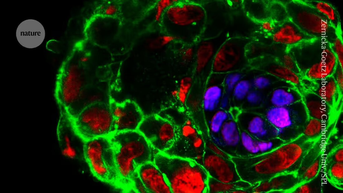 Entdecken Sie die neuen Regeln für die Forschung an menschlichen Embryo-Modellen im Vereinigten Königreich. Erfahren Sie, wie Wissenschaftler die jüngsten Entwicklungen in diesem schnelllebigen Bereich begrüßen und welche ethischen Fragen im Zusammenhang mit fortschrittlichen Embryo-Modellen diskutiert werden.