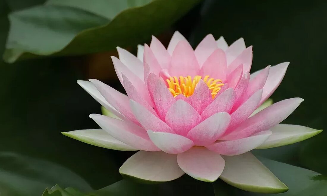 Lutein, Zeaxanthin und ihre Auswirkungen auf die Augengesundheit Unsere Augen sind eines der wichtigsten Sinnesorgane und spielen eine entscheidende Rolle in unserem täglichen Leben. Daher ist es von großer Bedeutung, unsere Augen gesund zu erhalten und möglichen Problemen vorzubeugen. In diesem Artikel geht es um die Rolle von Lutein und Zeaxanthin bei der Aufrechterhaltung und Verbesserung der Augengesundheit. Was sind Lutein und Zeaxanthin? Lutein und Zeaxanthin gehören zu einer Gruppe von Carotinoiden, die als Xanthophylle bezeichnet werden. Carotinoide sind natürlich vorkommende Pigmente, die in vielen Pflanzen und Organismen vorkommen. Sie verleihen Obst und Gemüse ihre leuchtenden Farben. Lutein und Zeaxanthin &hellip;