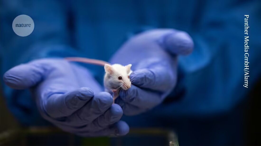Entdeckung zur Anti-Aging-Revolution: Neue Forschung zeigt, dass das Protein IL-11 den Stoffwechsel ankurbelt und die Lebenserwartung um 25 Prozent steigern kann. Erfahren Sie mehr über diese bahnbrechende Studie in Nature.